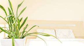 HousePlant290x160