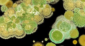 Mold290x160