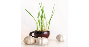 Garlic290x160