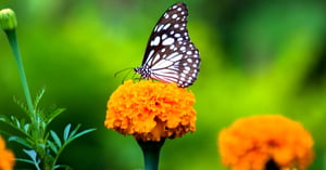 Butterfly sitting on flower
