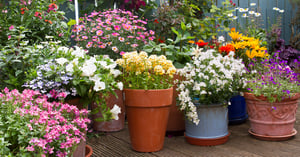 Summer flower container display in patio